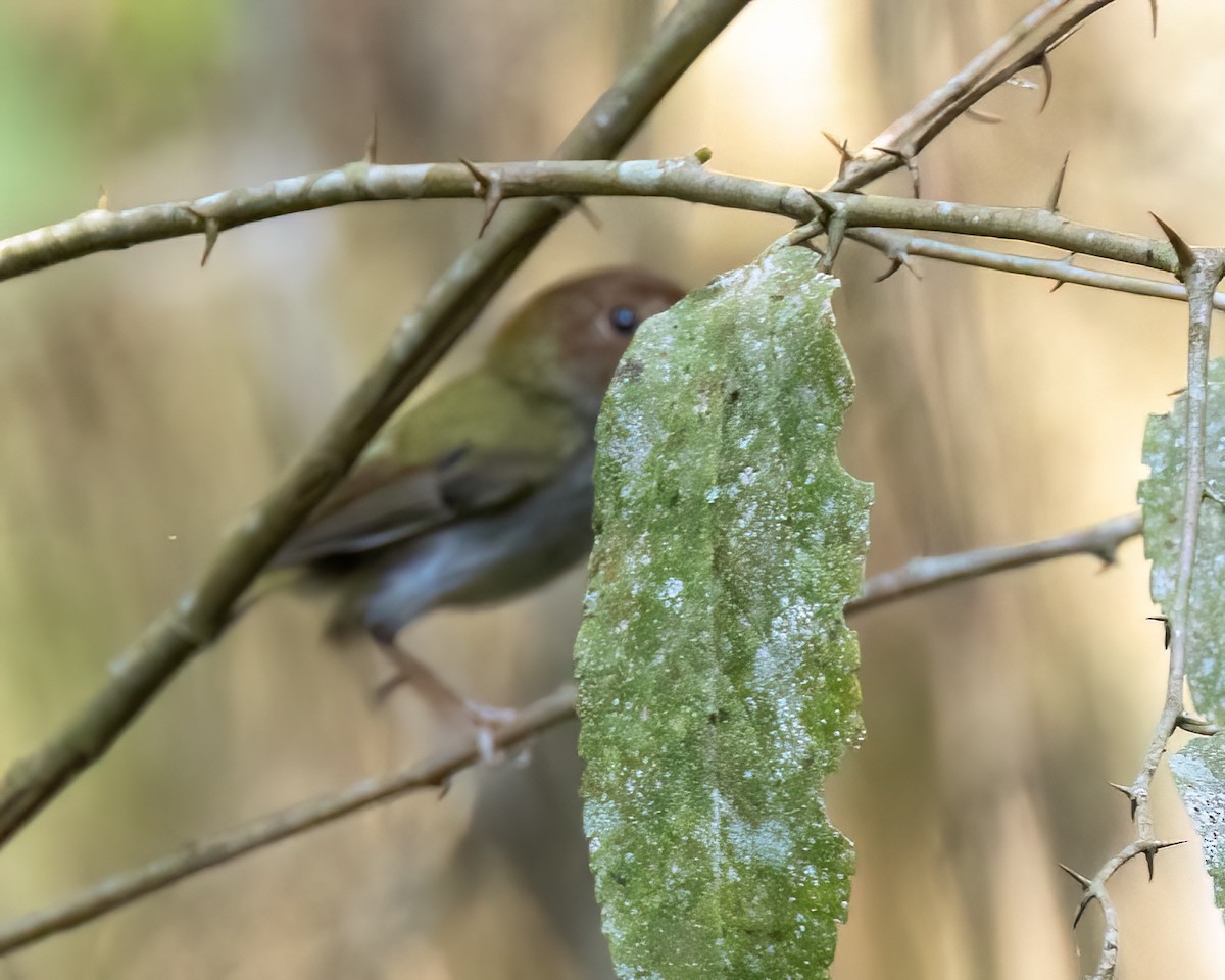Fork-tailed Pygmy-Tyrant - ML642127711