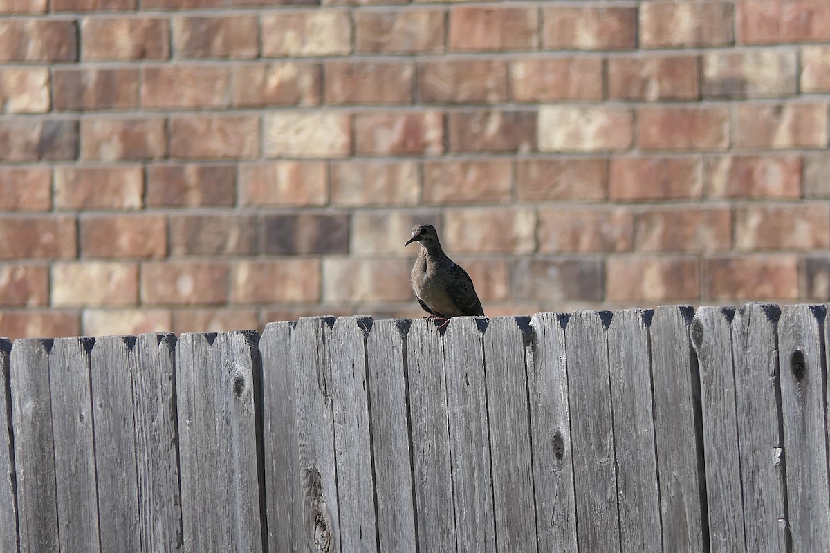 Mourning Dove - ML642127713