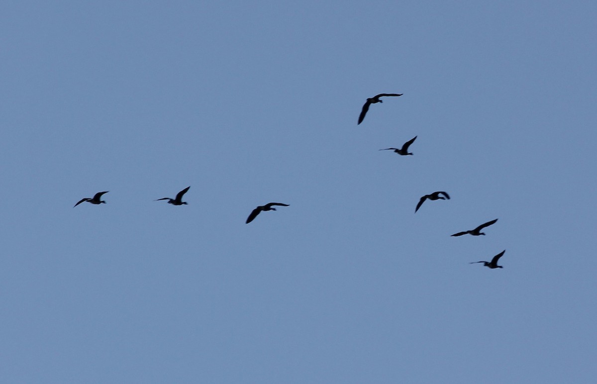 Canada Goose - ML642127724