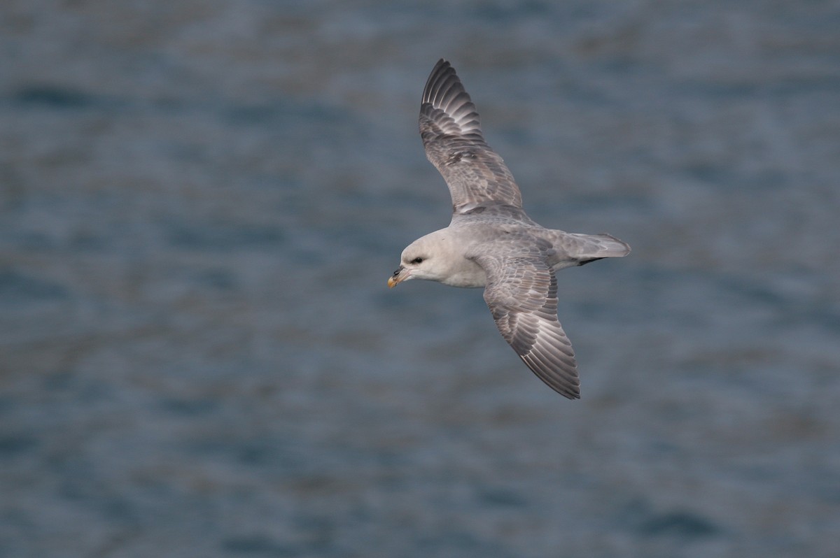 Northern Fulmar - ML642127737