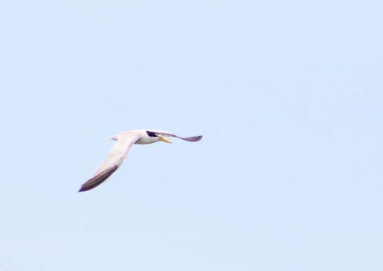 Yellow-billed Tern - ML642127743