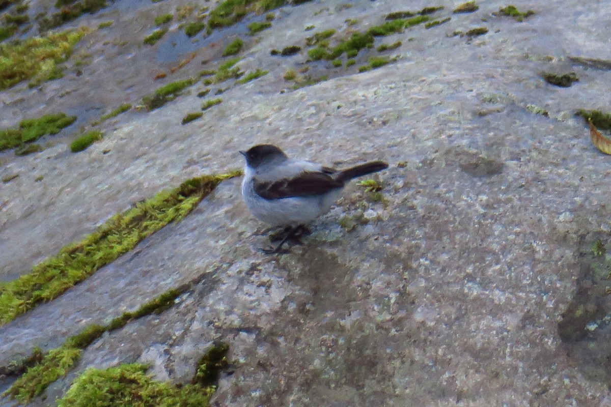 Torrent Tyrannulet - ML642127762
