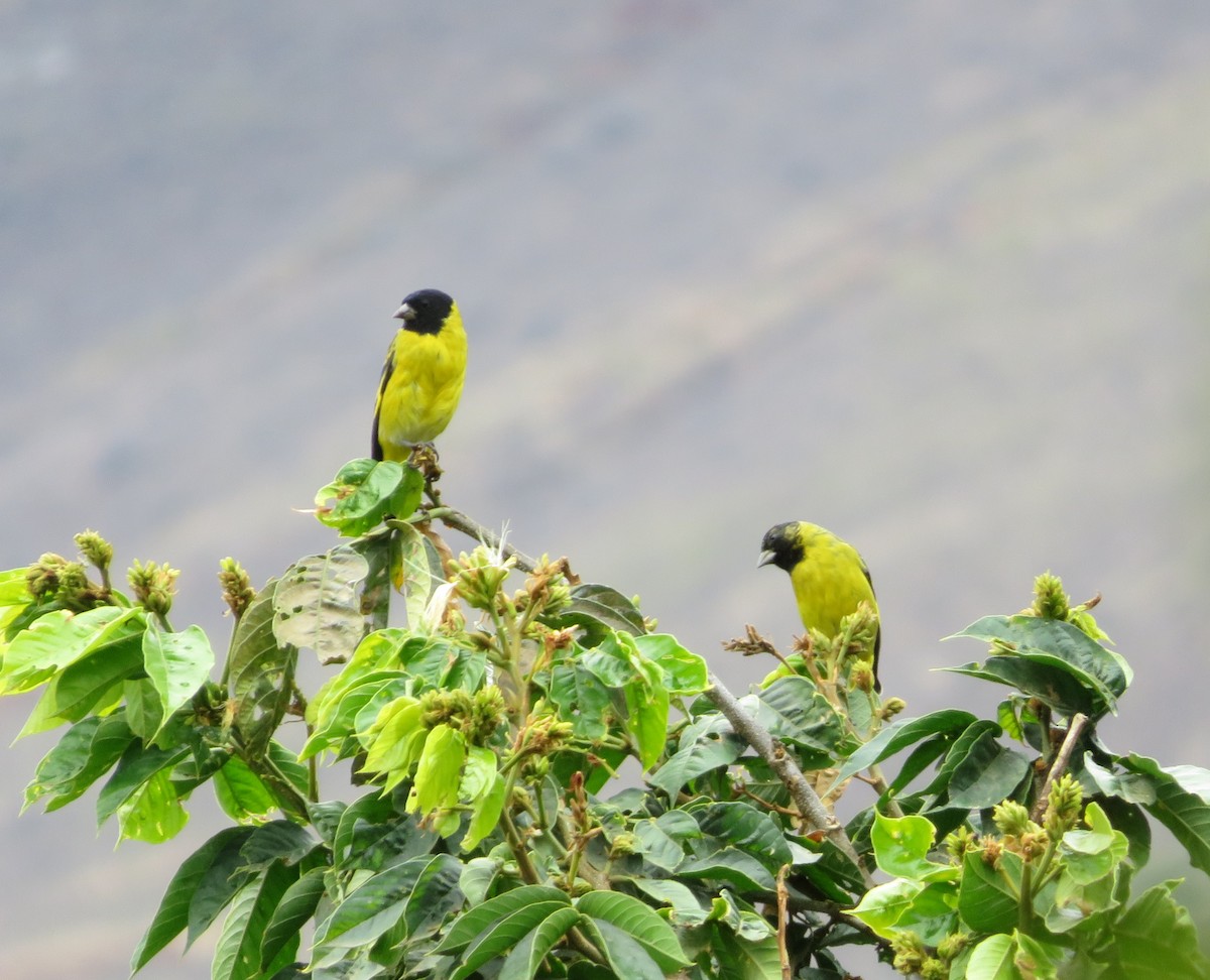 Hooded Siskin - ML642127786