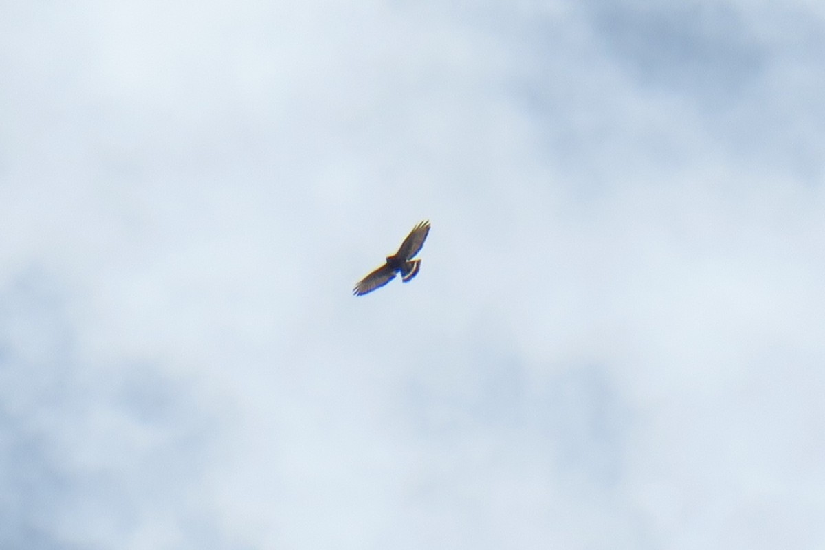 Broad-winged Hawk - ML642127789