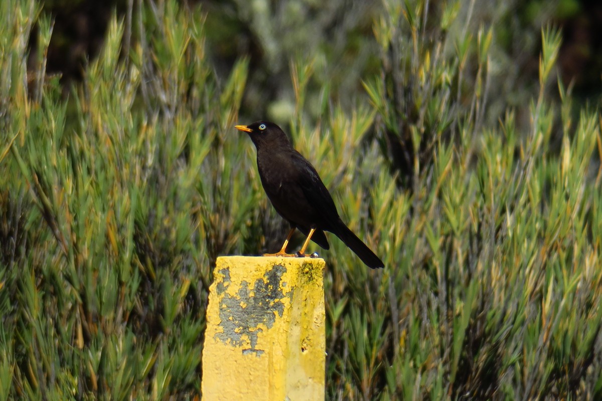 Sooty Thrush - ML642127793