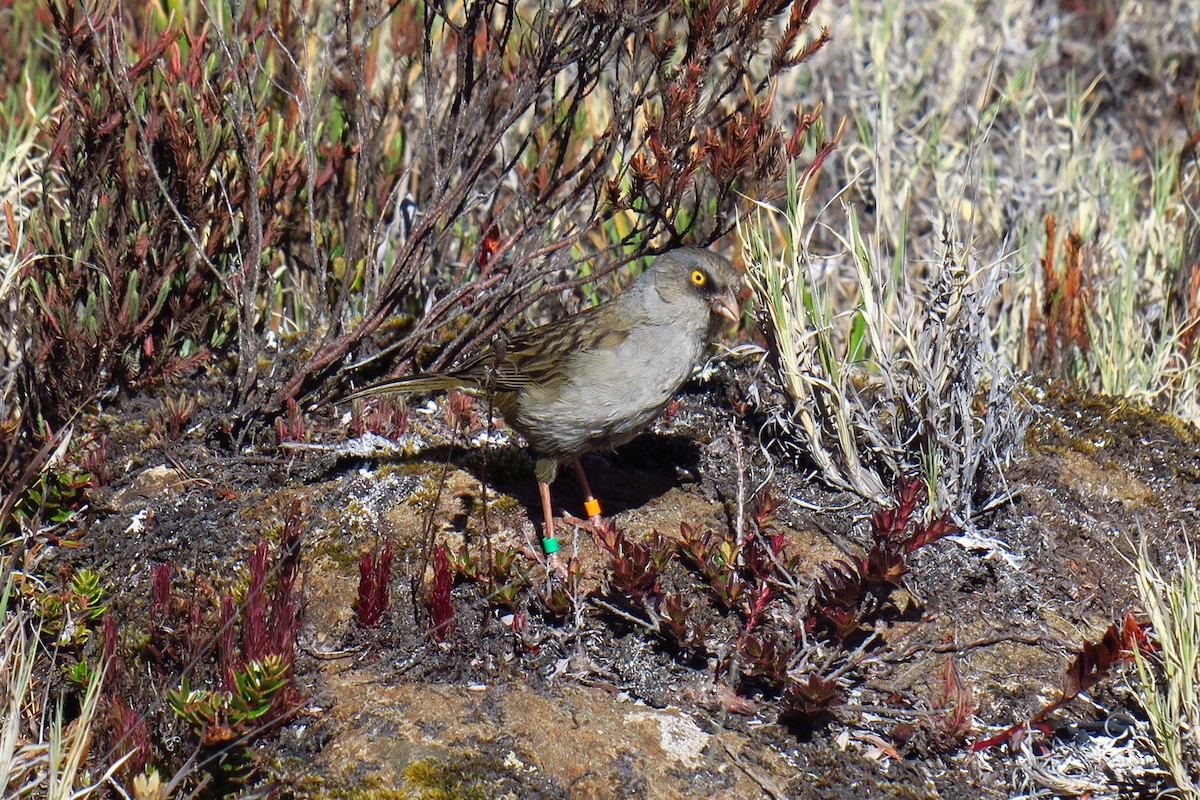 Volcano Junco - ML642127795
