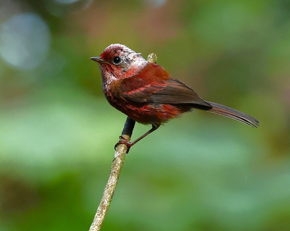 rosenparula - ML642127801