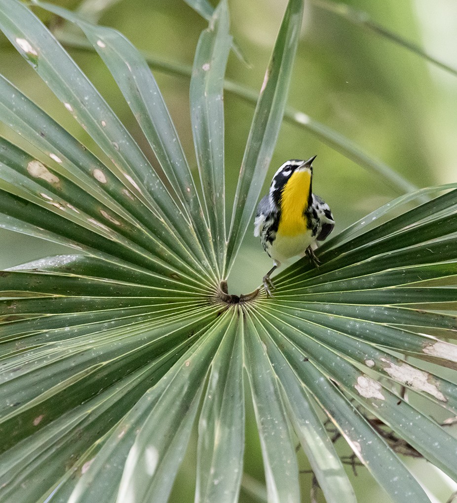 Yellow-throated Warbler - ML642127807