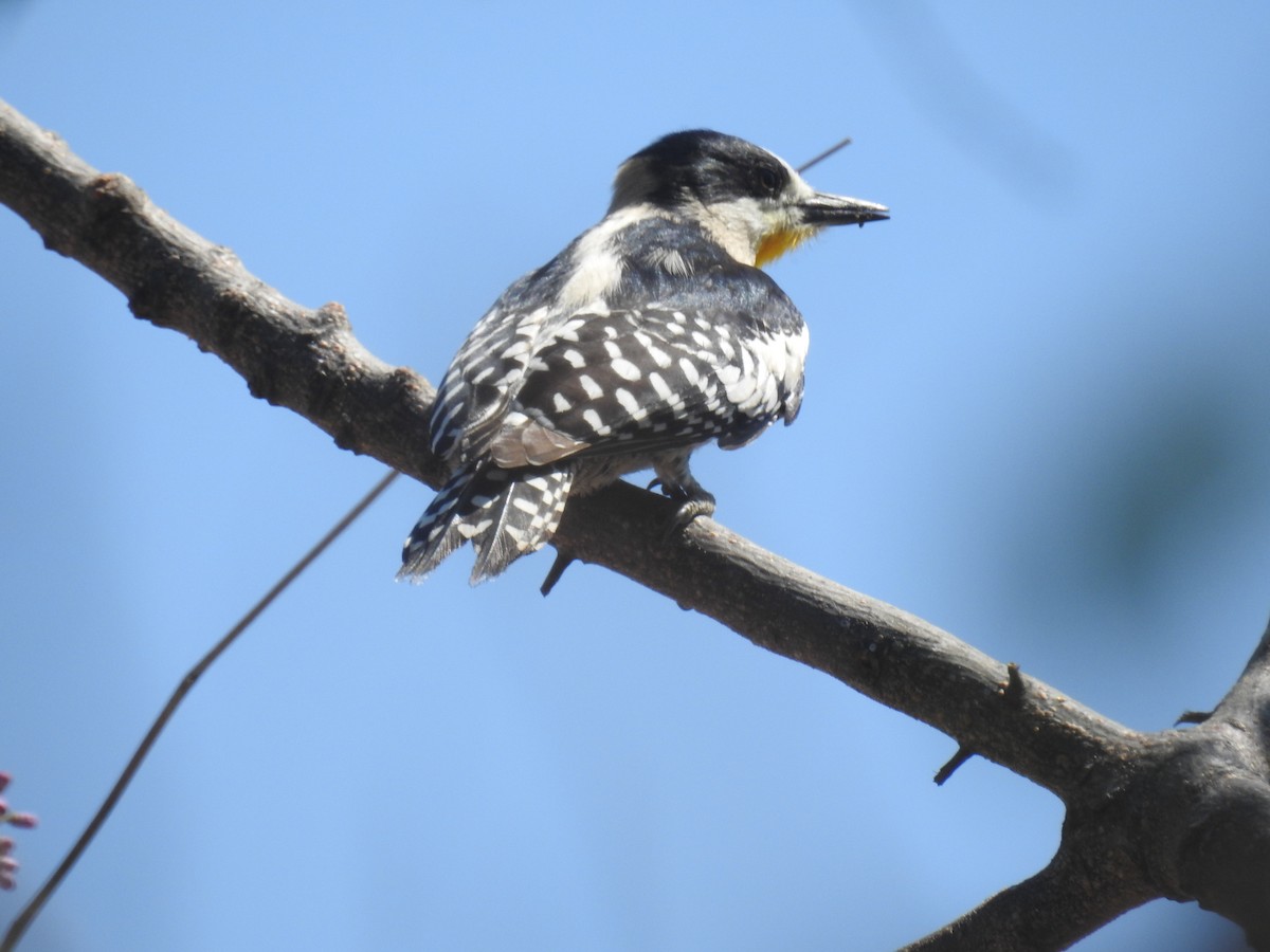 White-fronted Woodpecker - ML642127815