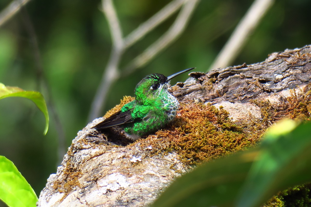 Brillante Coroniverde - ML642127823