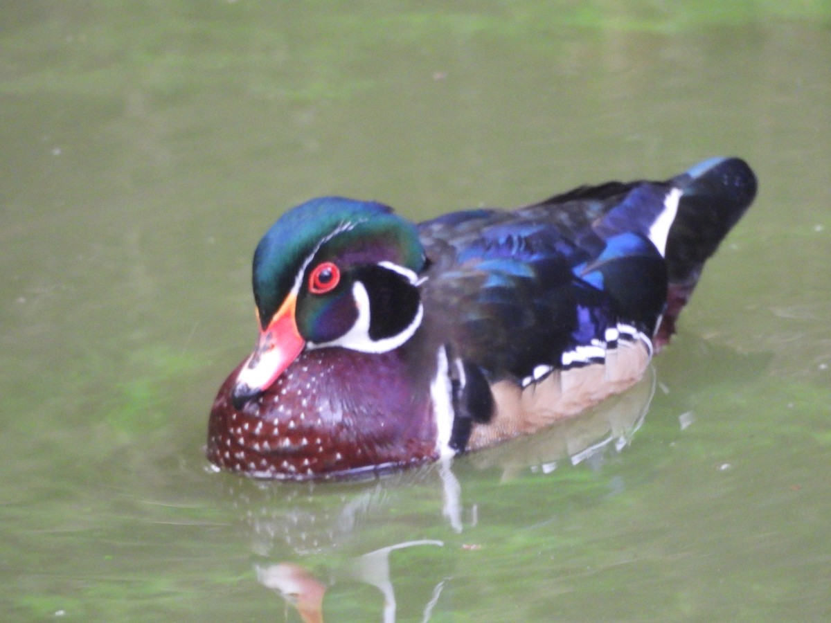 Wood Duck - ML642127849