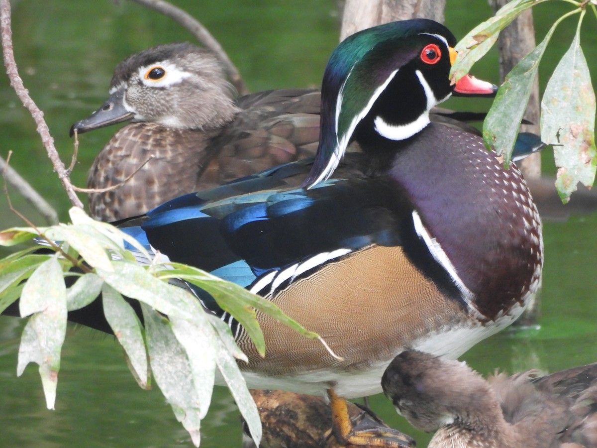 Wood Duck - ML642127850