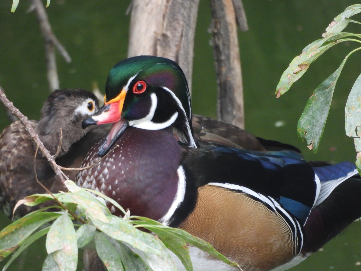 Wood Duck - ML642127851