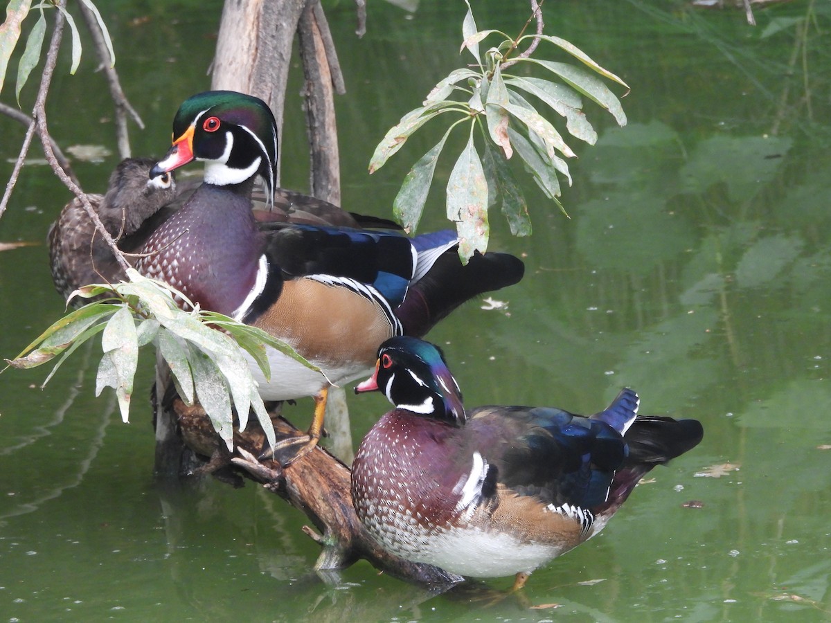 Wood Duck - ML642127852