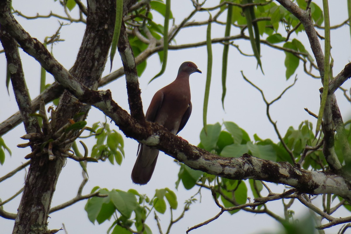Pale-vented Pigeon - ML642127861