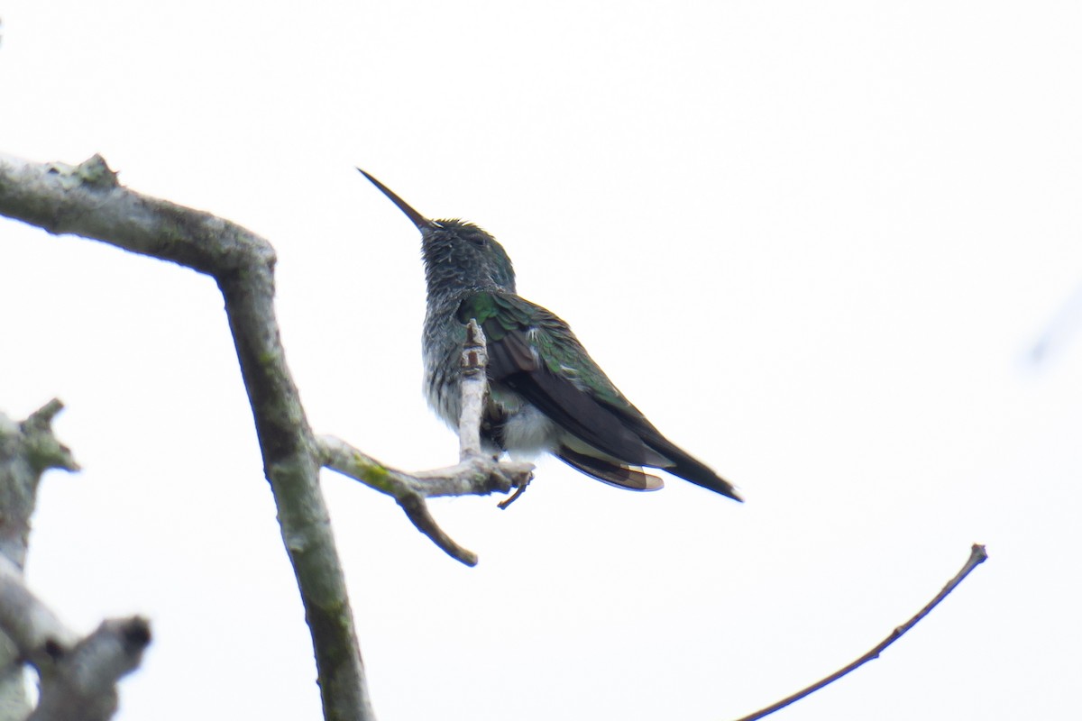 Mangrove Hummingbird - ML642127877
