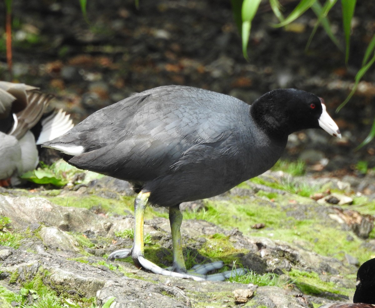 American Coot - ML642127881