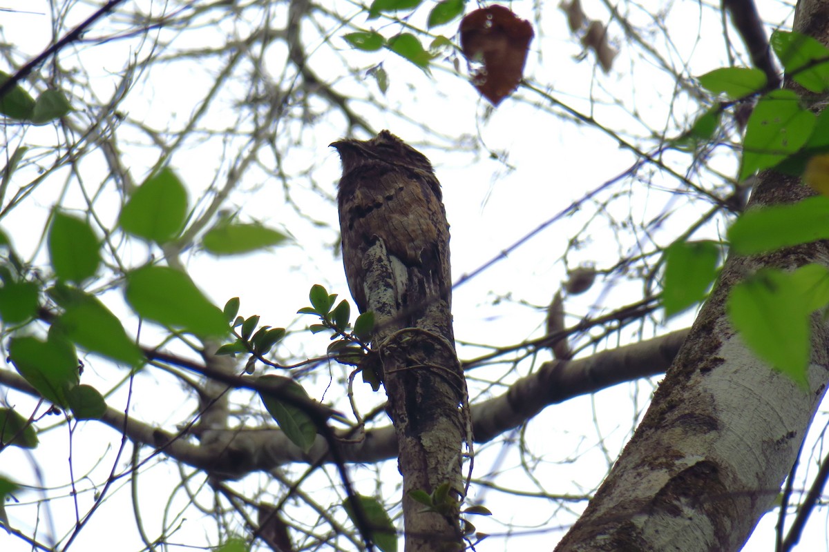 Common Potoo - ML642127915