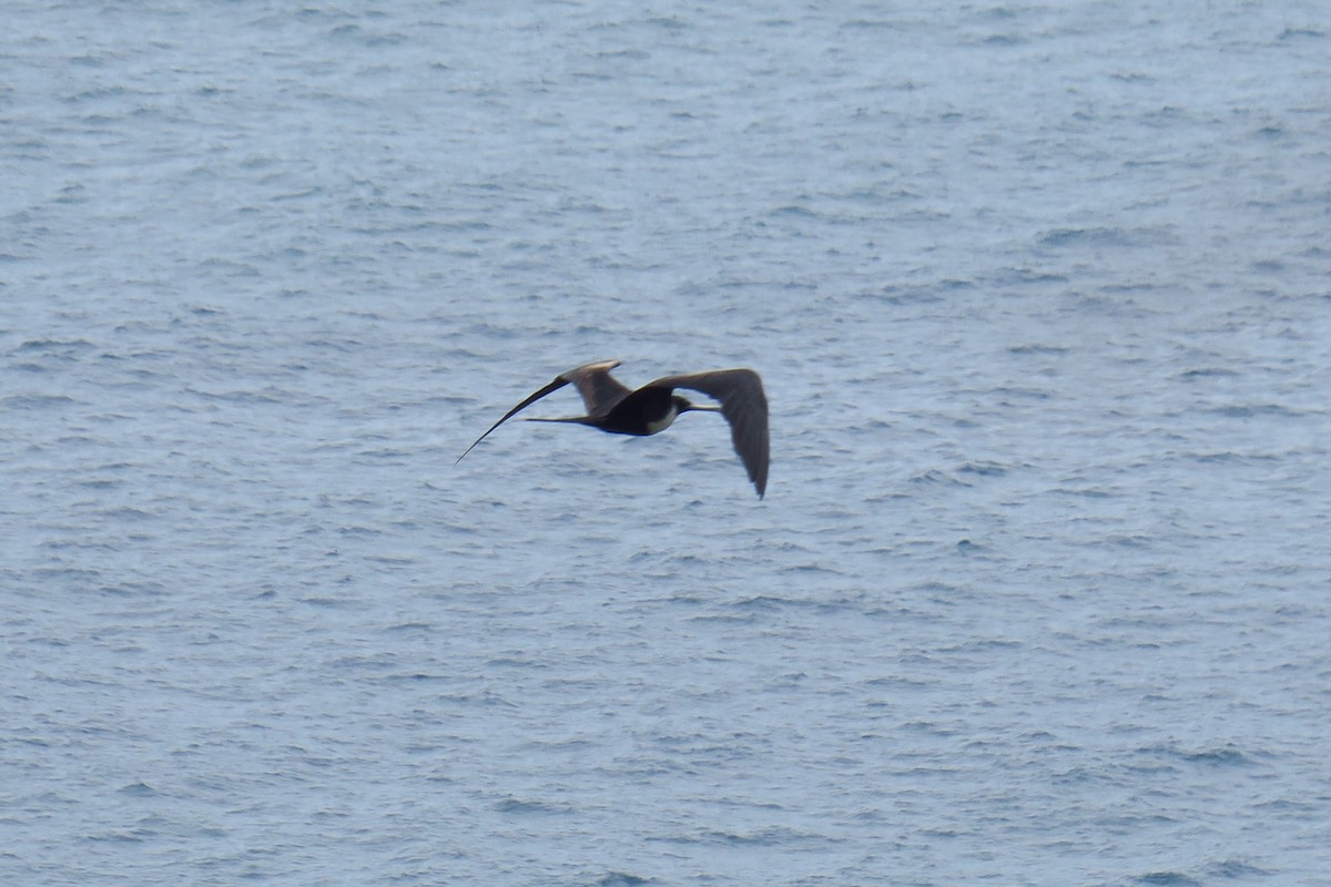 Magnificent Frigatebird - ML642127916