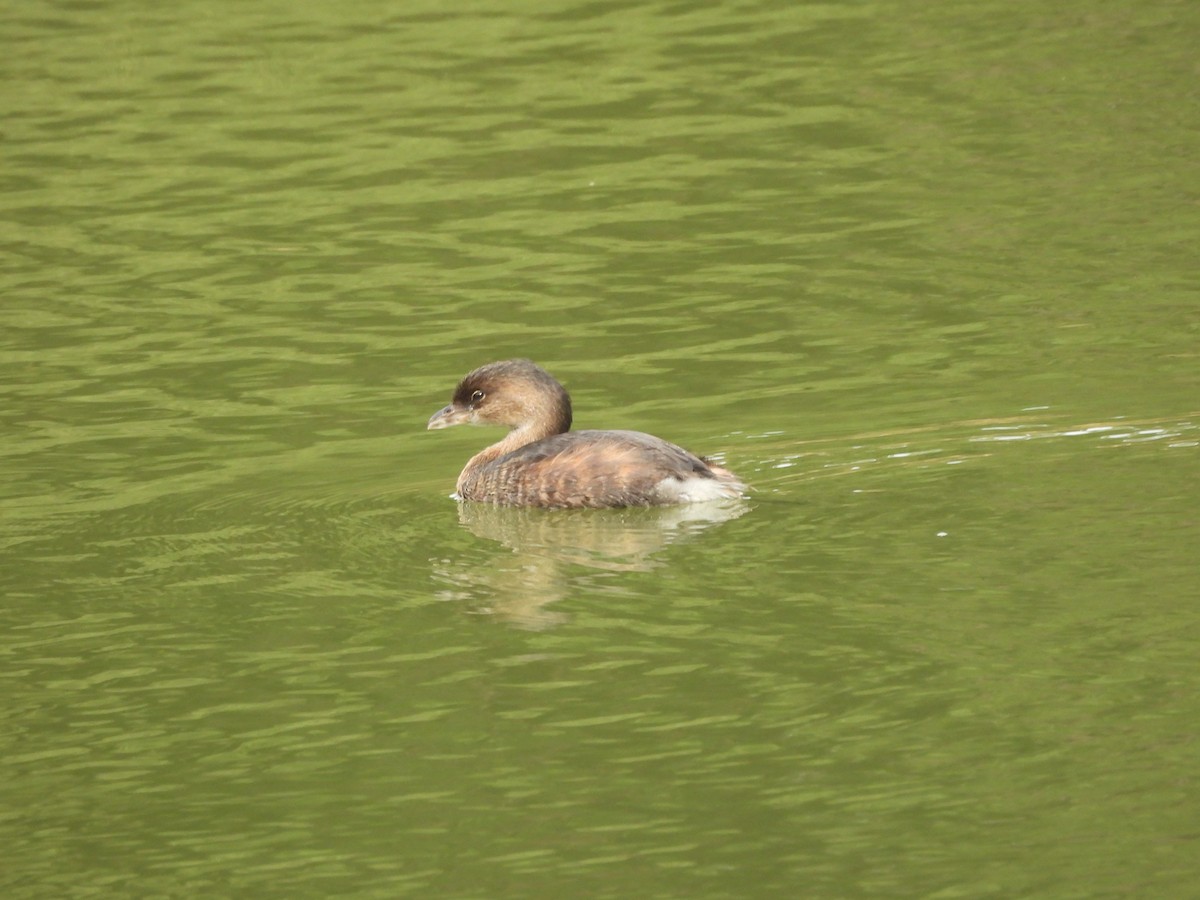 Pied-billed Grebe - ML642127917