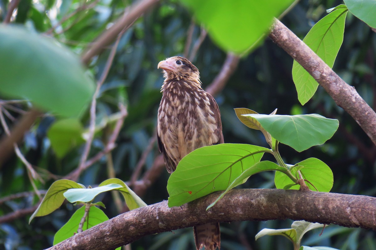 Yellow-headed Caracara - ML642127926