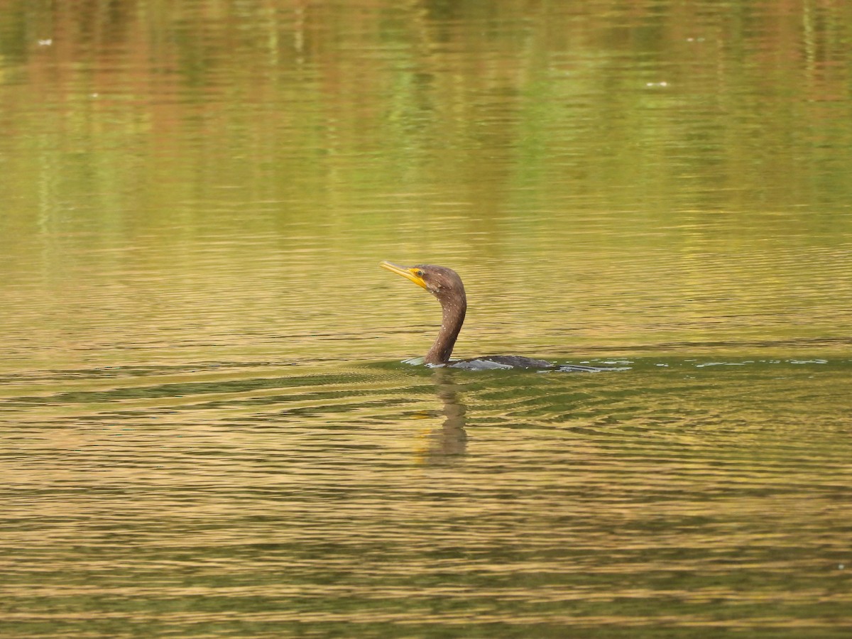 Double-crested Cormorant - ML642127927