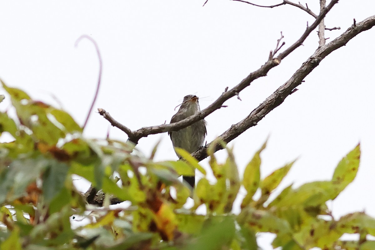 Eastern Wood-Pewee - ML642127933