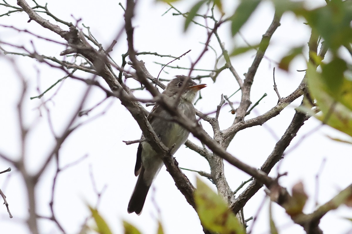 Eastern Wood-Pewee - ML642127934