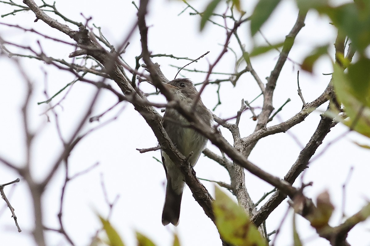 Eastern Wood-Pewee - ML642127935