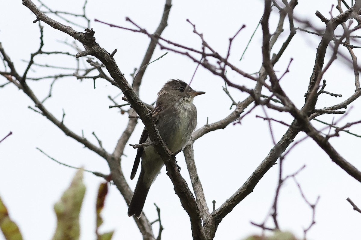 Eastern Wood-Pewee - ML642127936