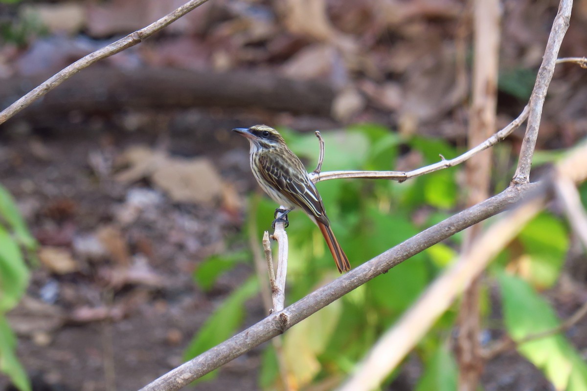 Streaked Flycatcher - ML642127938