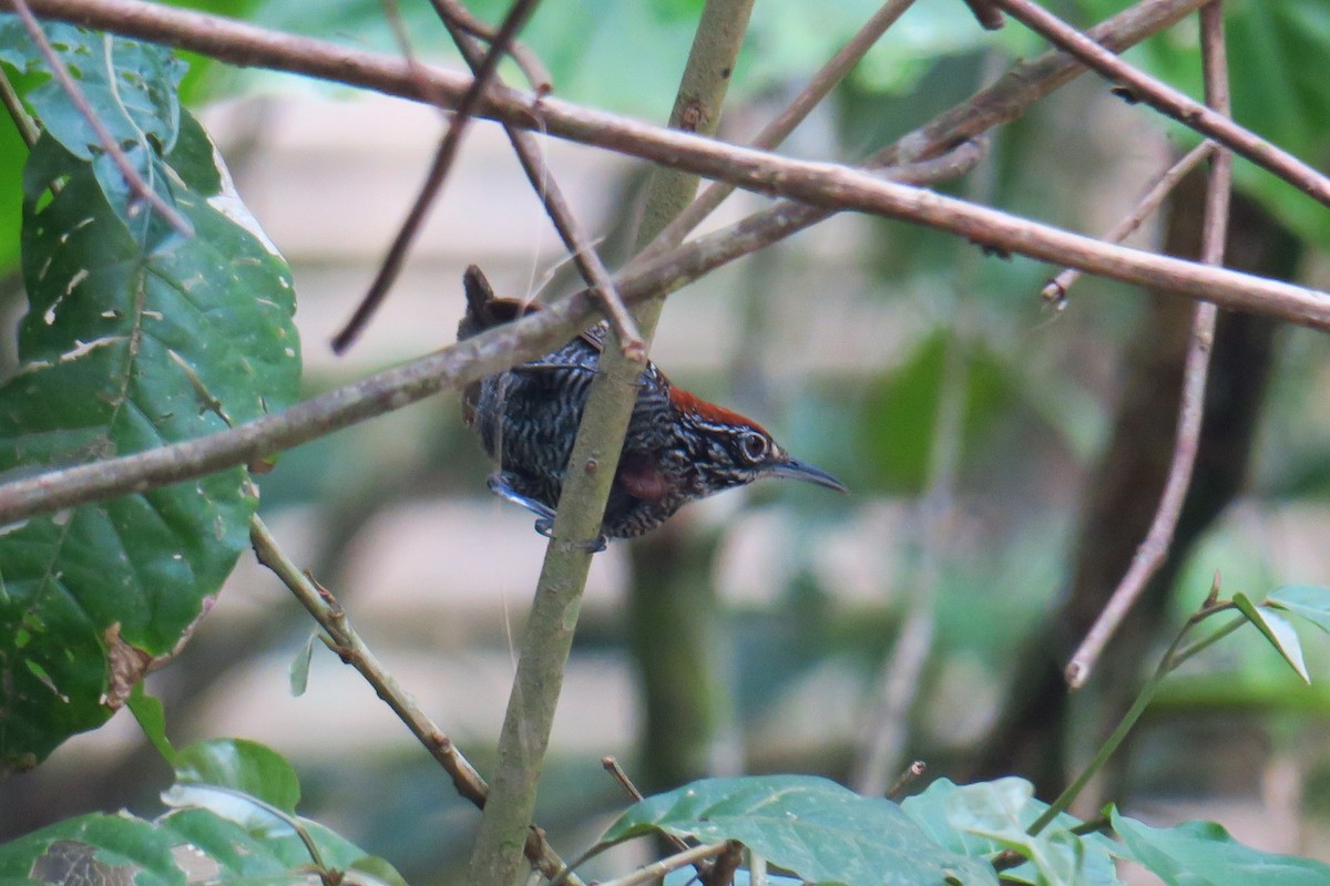 Riverside Wren - ML642127945