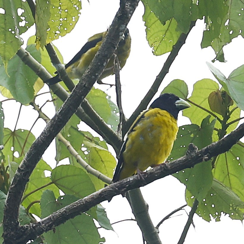 Hooded Grosbeak - ML642127948