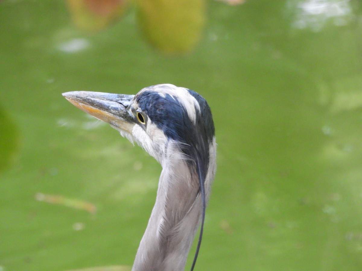 Great Blue Heron - ML642127956