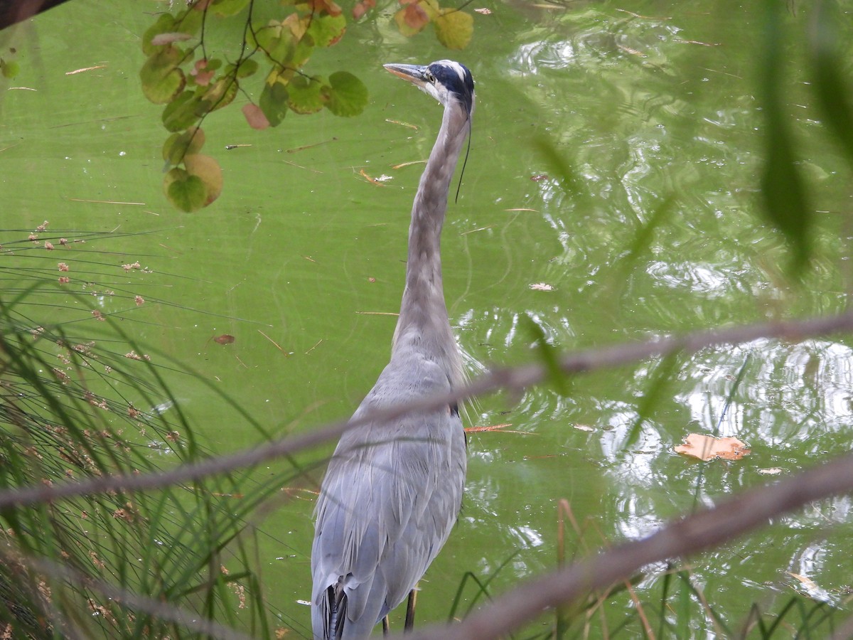 Great Blue Heron - ML642127958