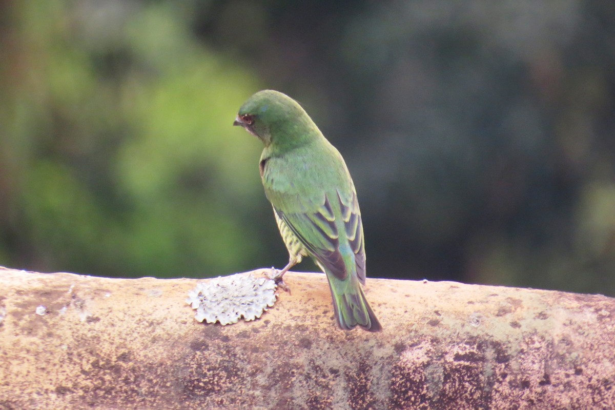 Swallow Tanager - ML642127974
