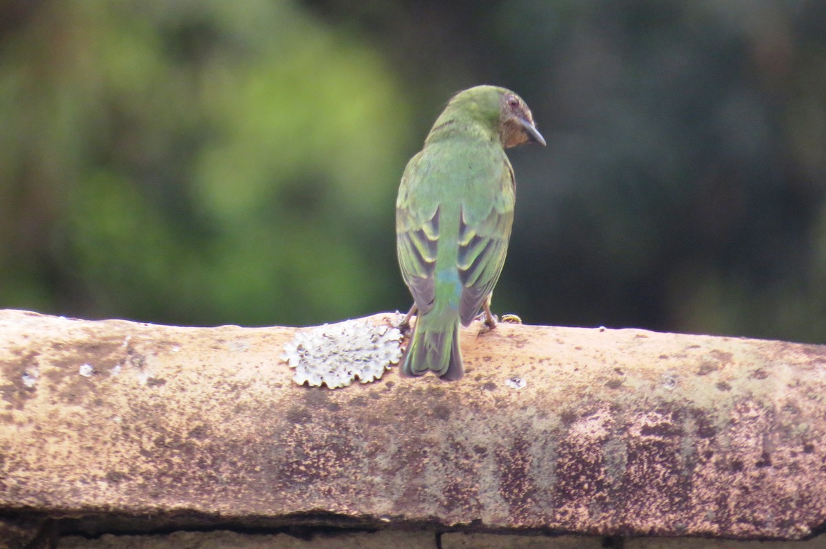 Swallow Tanager - ML642127975