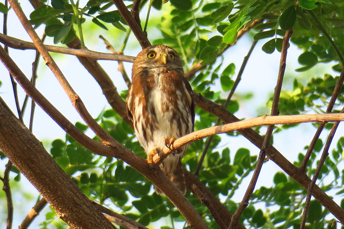 Ferruginous Pygmy-Owl - ML642127976