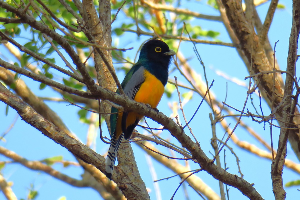 Trogon pattu - ML642127977