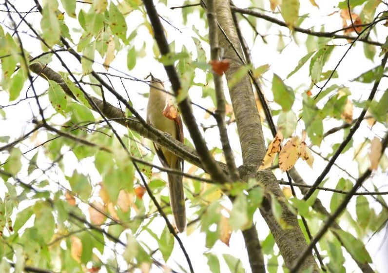 kukačka černozobá - ML642127979