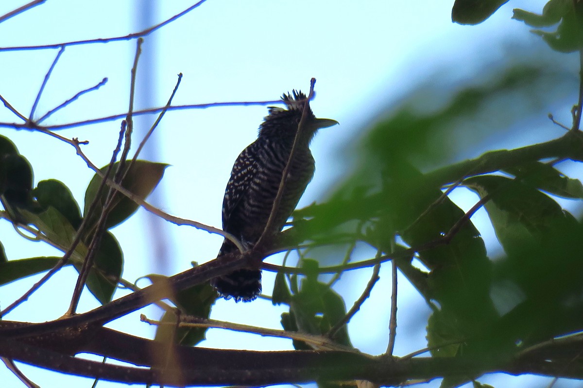 Barred Antshrike - ML642127989