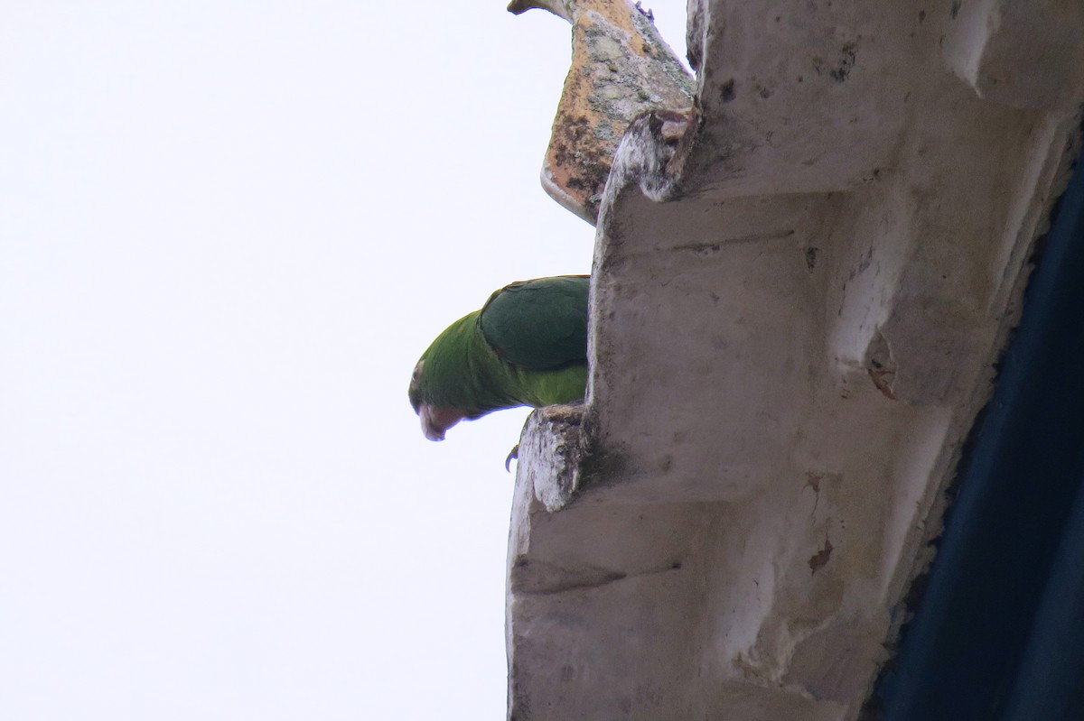 White-eyed Parakeet - ML642127993