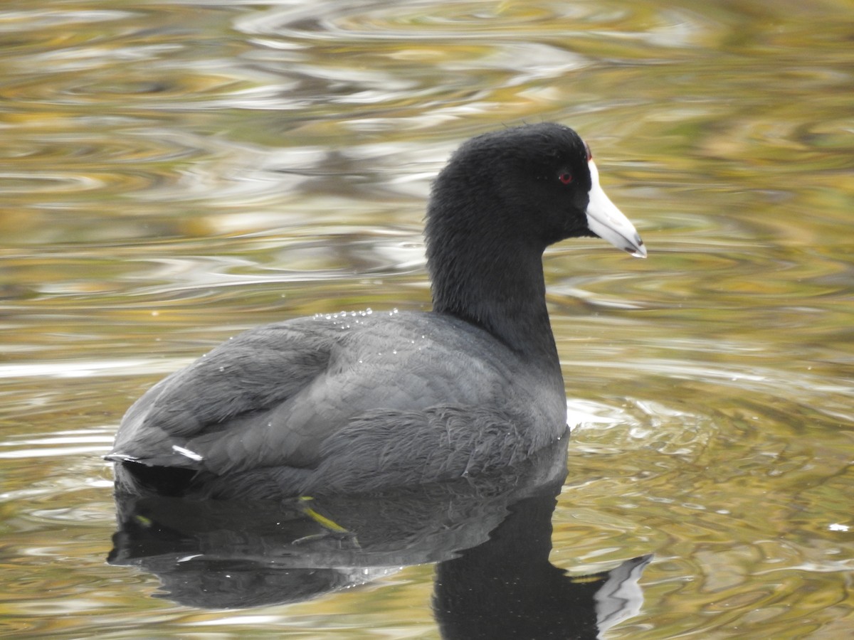 American Coot - ML642127999