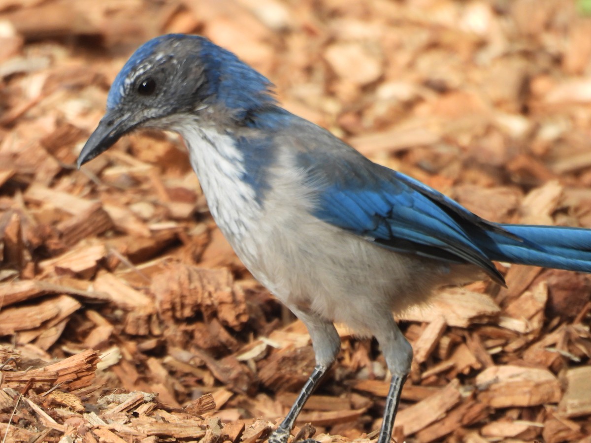 California Scrub-Jay - ML642128007