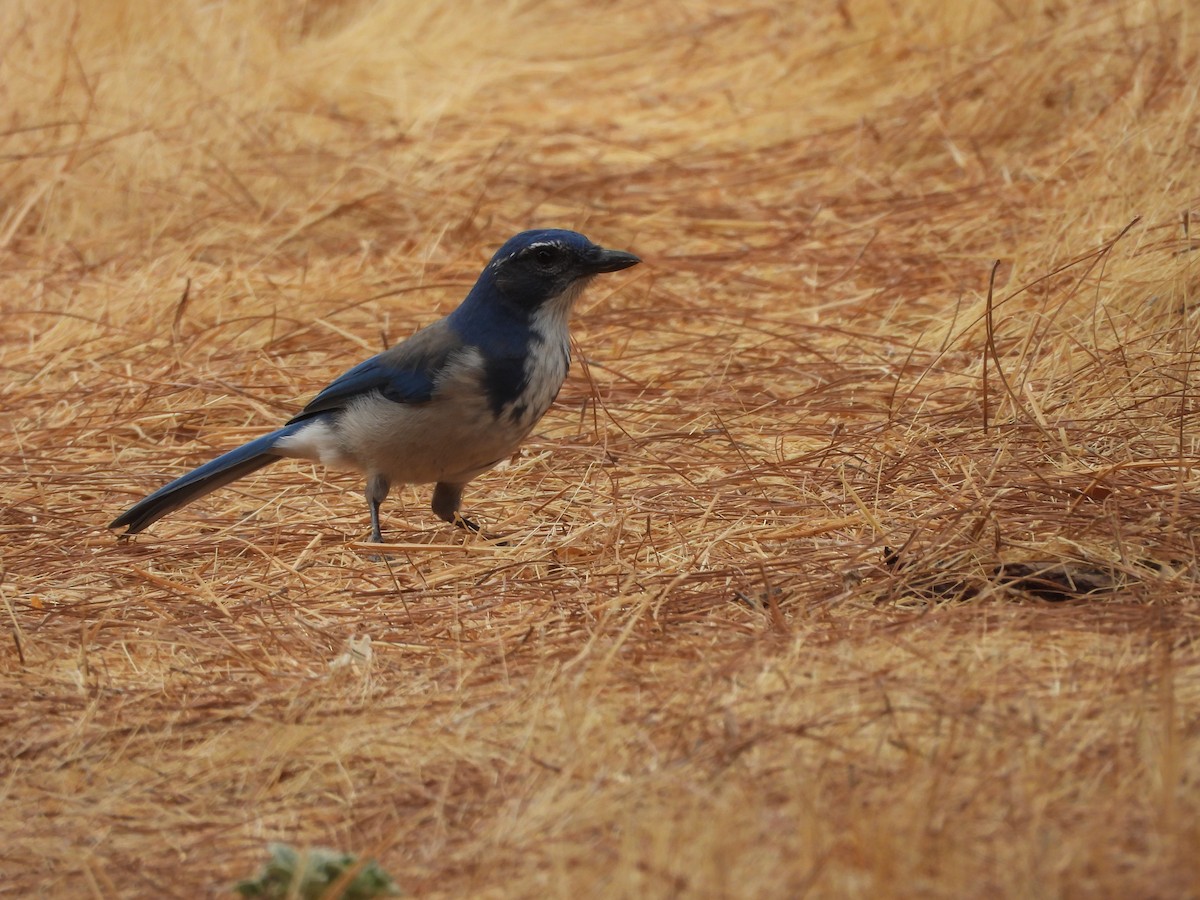 California Scrub-Jay - ML642128008