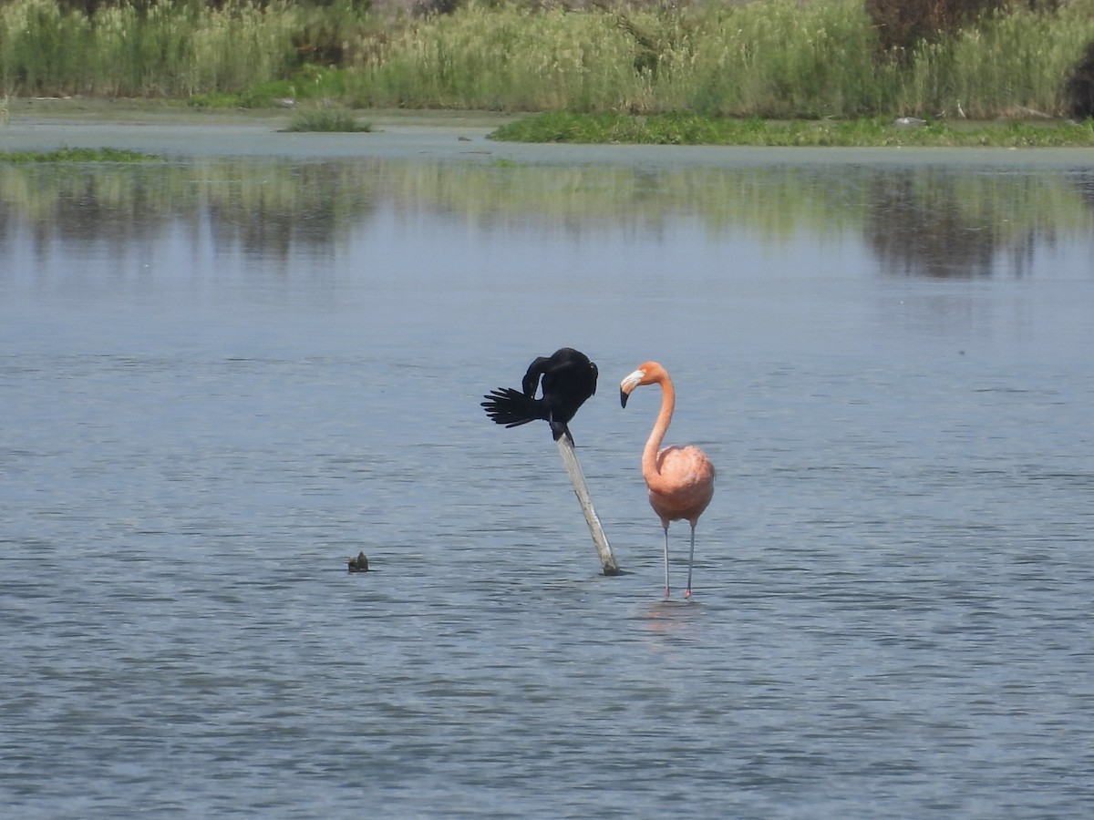 Amerika Flamingosu - ML642128021