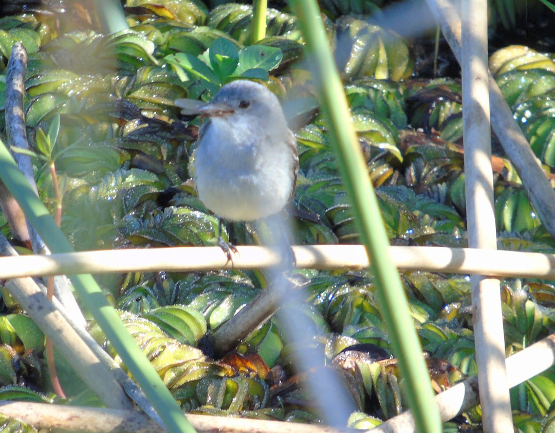 Sooty Tyrannulet - ML642128028