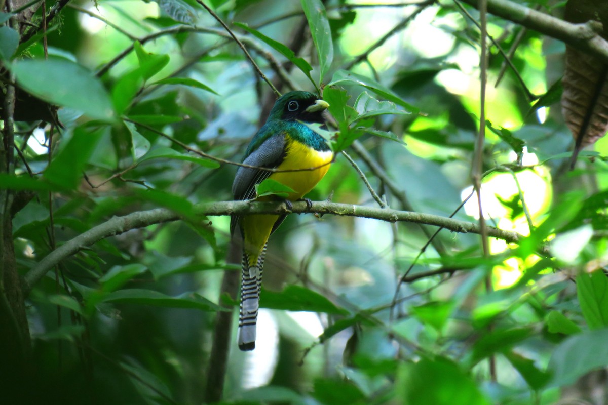 Trogon de Cabanis - ML642128057