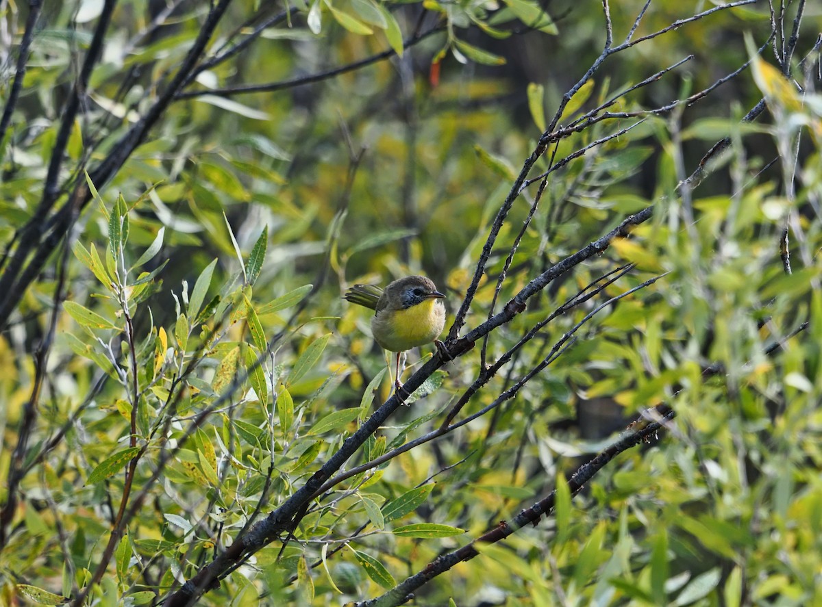 Common Yellowthroat - ML642128060