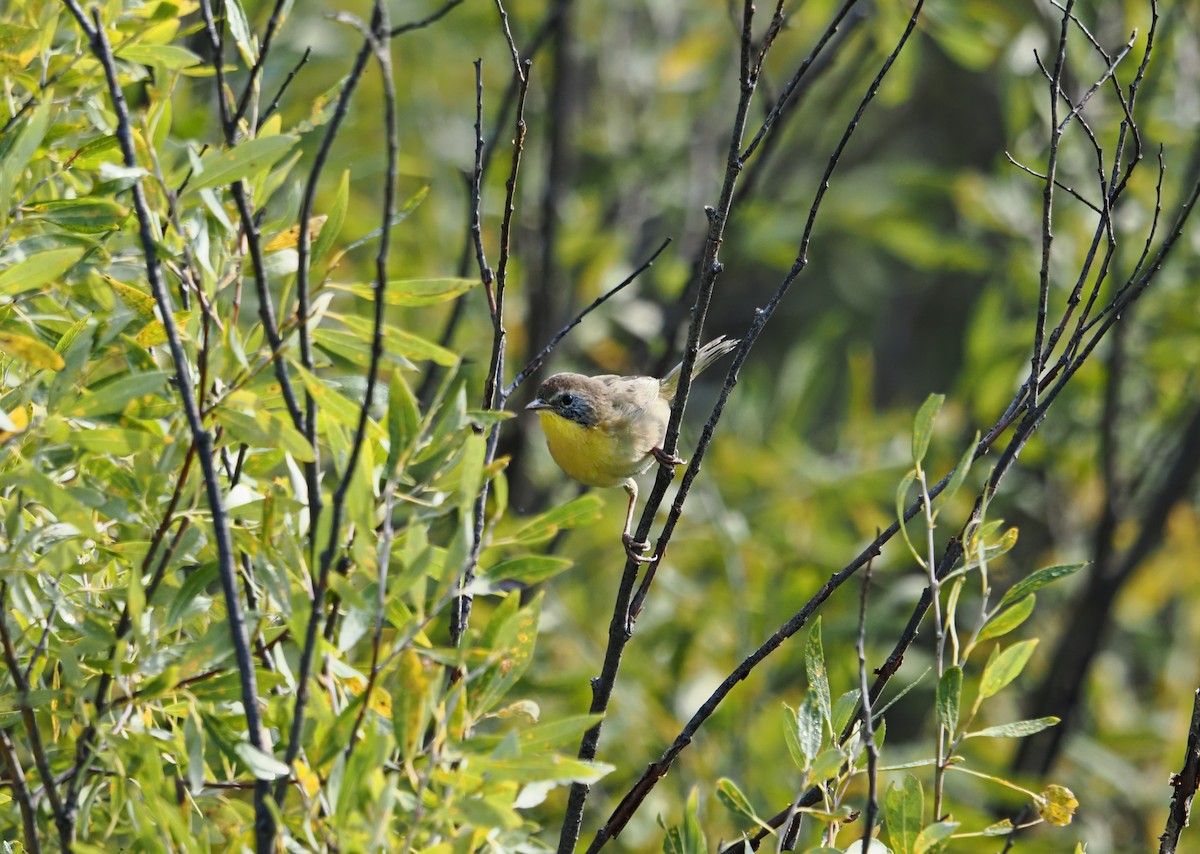 Common Yellowthroat - ML642128061